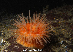 F5.6 1/250 ttl sea and sea G1 with 1 110a strobe by Len Nuttall 